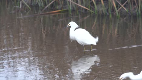 Snowy-Egrets