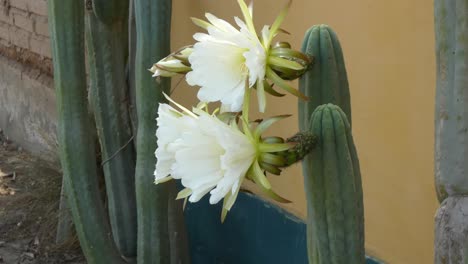 Echinopsis-Pachanoi-También-Conocido-Como-El-Cactus-De-San-Pedro-Con-Flores-Blancas-Grandes-Florece-El-Cactus-Que-Crece-Cerca-De-Una-Pared