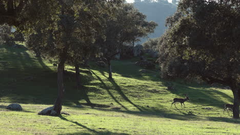 Fallow-Deer-Running-Across-a-Hillside-Backlit-in-Andalucia-Spain