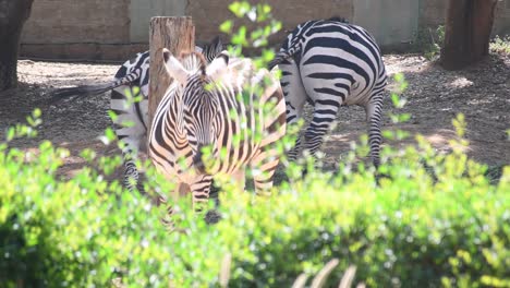 Ein-Paar-Zebras-In-Einem-Zoologischen-Park,-Die-Unter-Einem-Baum-Grasen
