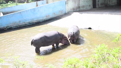 Un-Par-De-Hipopótamos-Dentro-De-Un-Parque-Zoológico