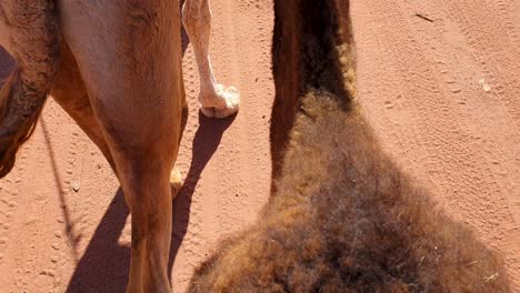 Close-up-of-two-camels-walking-through-red-sand-of-remote,-vast-Wadi-Rum-desert-in-Jordan,-Middle-East