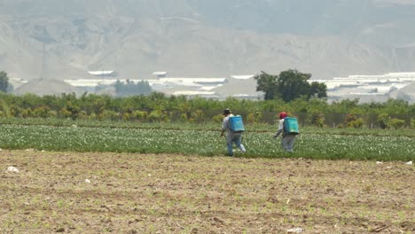 Two-men-walking-through-agricultural-field-spraying-pesticides