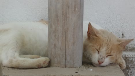 A-kitty-cat-sleeping-in-between-a-wooden-pole-and-a-wall
