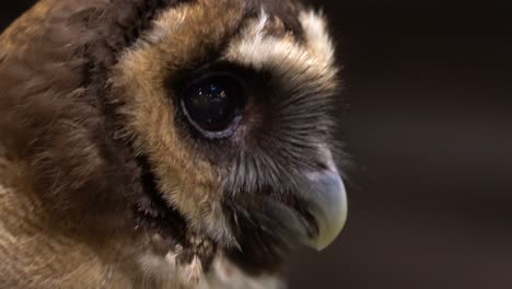 A-closeup-up-view-of-an-owl-turning-its-head-in-a-zoo