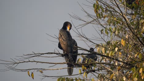 Some-great-cormorants-sitting-in-a-tree-and-preening-their-feathers