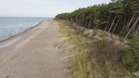 An-aerial-view-Baltic-Sea-coastline-with-sand-dunes,-the-beach-and-a-green-pine-forest