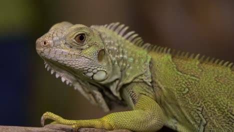 Zooming-in-on-the-face-of-a-scaly-iguana-lying-on-a-piece-of-wood