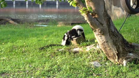 Two-Black-and-White-Ruffed-Lemurs-playing-on-the-grass-in-a-zoo