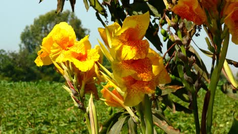 Canna-lilies-flower-plant-blooms-with-yellow-leaves-and-red-spots