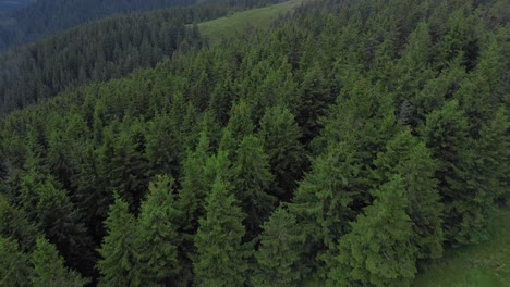 Drone-shot-backward-flying-over-a-forest-of-coniferous-trees