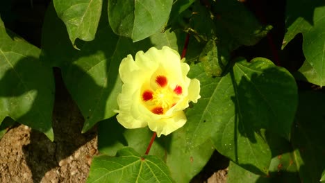 A-Gossypium-flower-bloom-of-the-mallow-family,-Malvaceae,-with-yellow-leaves-and-red-spots-inside