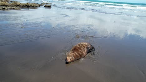 New-Zealand-Fur-Seal-laying-on-a-black-sand-beach-in-Taranaki