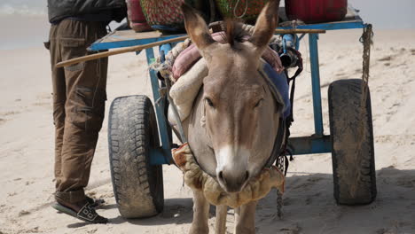 Harnessed-Donkey-and-Cart-at-the-Beach-of-Mauritania