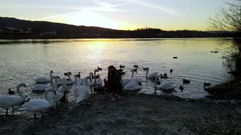 Beautiful-view-of-mother-and-daughter-feeding-swans-by-the-calm-river-at-sunset