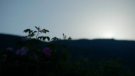 Zeitraffer-Bulgarisch-Rosa-Rose-Sonnenaufgang