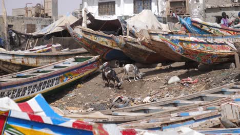 Ziegen-Auf-Der-Suche-Nach-Nahrung-Zwischen-Bunten-Fischerbooten-Am-Meer-Von-Mauretanien