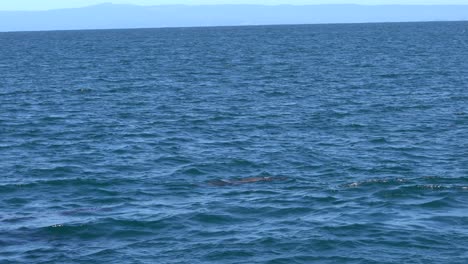 Süßes-Seelöwenhündchen,-Das-In-Der-Nähe-Eines-Kajakfahrers-In-Monterey,-Kalifornien,-Paddelt