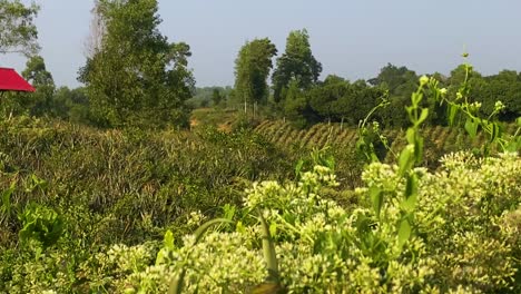 Establisher-pan-showing-organic-Pineapple-garden-field-farm-in-Bangladesh