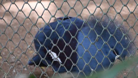 A-close-up-video-of-Victoria-crowned-pigeon-at-zoo-bird-cage