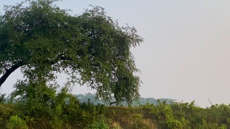 Wide-shot-of-man-entering-frame-from-tree,-jogger-running-in-rural-scenery