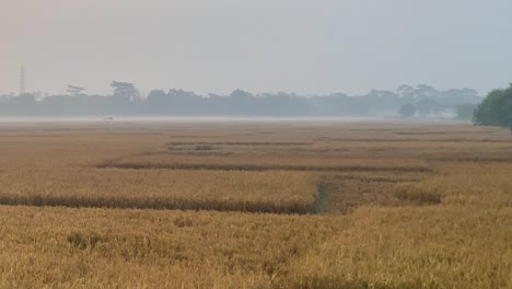 Establisher-pan-shot-of-vast-yellow-Rice-Paddy-field-in-Sylhet,-Bangladesh