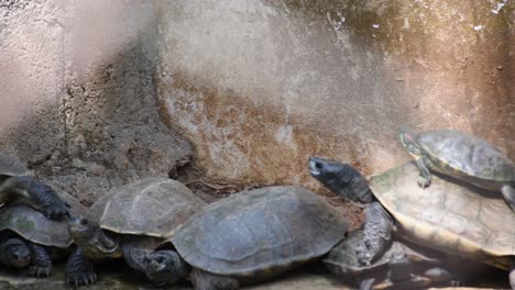 Eine-Gruppe-Von-Schildkröten-In-Einem-Zoologischen-Park