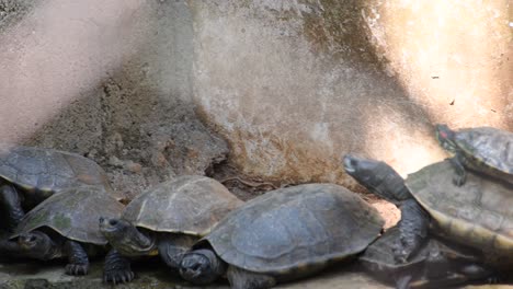 Viele-Schildkröten-Haben-Sich-An-Einem-Ufer-Versammelt.-Schildkröten-Machen-Eine-Pause-Vom-Schwimmen-Und-Sonnenbaden
