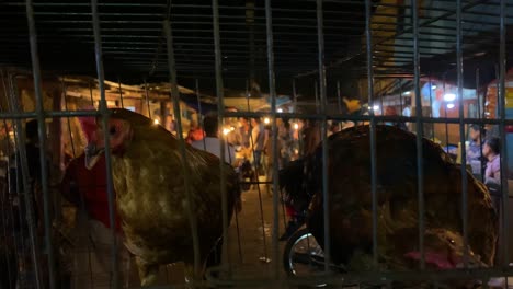 Two-chickens-inside-cage-in-market-stall,-close-up,-indoor,-static