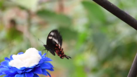 Mariposa-Negra-Y-Naranja-Revoloteando-Sobre-Una-Flor-Azul-Dentro-De-Un-Parque-Zoológico