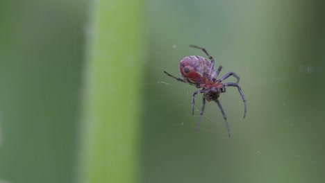 An-Alpaida-versicolor-spider-sitting-on-her-web