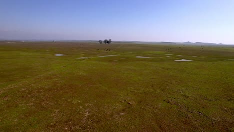 water-saturated-farm-fields-near-merced-california,-pasturelands-aerial