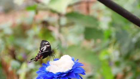 Mariposa-Negra-Y-Naranja-Revoloteando-Sobre-Una-Flor-Azul-Dentro-De-Un-Parque-Zoológico
