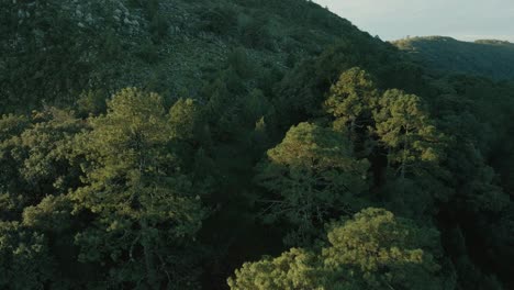 Aerial-circling-view-of-mountain-forest-trees-and-vegetation,-mountain-landscape