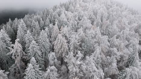 Stunning-FPV-Shot-Over-High-Rise-snow-covered-Trees-In-Bucegi-Forest,-Romania