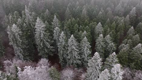Jib-Shot-Over-Snowy-Green-Forest-In-Bucegi-Mountains,-Romania