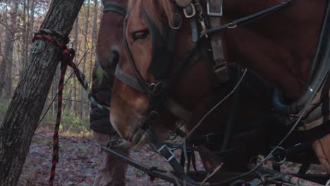 Two-horses-in-harness-eating-maple-leaves-in-the-forest