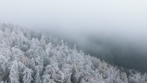 Fpv-Sobre-árboles-Cubiertos-De-Nieve-Blanca-En-El-Bosque-De-Bucegi,-Rumania