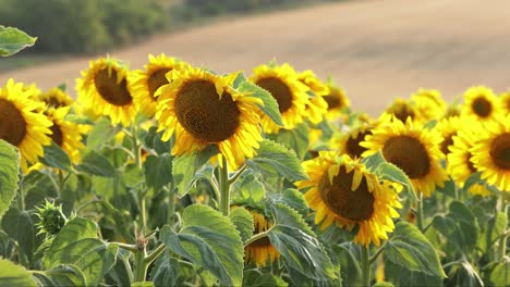 Sonnenblumen-Auf-Dem-Feld-Der-Landwirtschaft---Nahaufnahme