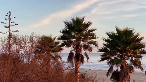 Palmen-Entlang-Der-Küste-Des-Strandes-Von-Cascais-An-Der-Küste