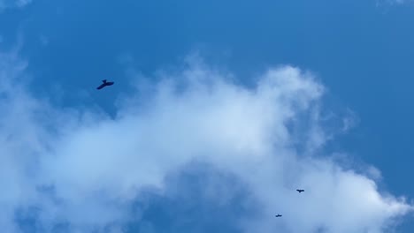 Siluetas-De-Aves-Contra-El-Fondo-Del-Cielo-Azul-Con-Nubes
