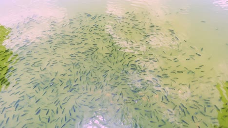 Top-shot-of-small-fishes-in-the-pond
