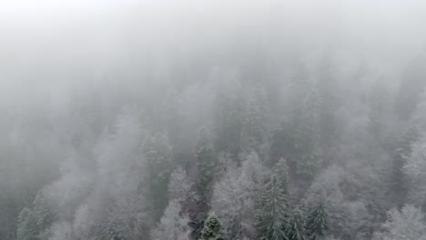 Tiro-De-Retroceso-De-Nubes-Sobre-Un-Amplio-Bosque-Virgen-En-El-Corazón-De-La-Naturaleza,-Rumania