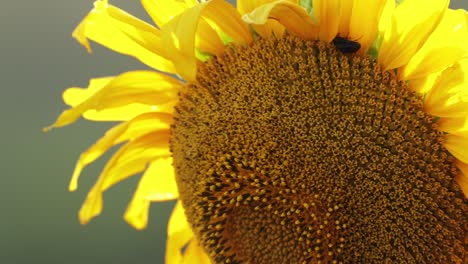 Nahaufnahme-Der-Gelben-Sonnenblume-In-Voller-Blüte