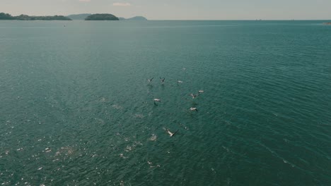 Following-Above-A-Flock-Of-Pelicans-Flying-In-Formation,-Guanacaste,-Costa-Rica---aerial-drone-shot
