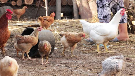 Chickens-In-Organic-Farm---close-up