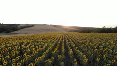 Field-Of-Flowering-Sunflowers-At-Sunset---aerial-drone-shot