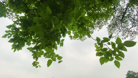 Vibrant-green-leaves-of-tree-blowing-in-breeze