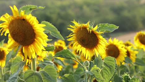 Schöne-Sonnenblumen-Mit-Natürlichem-Hintergrund---Nahaufnahme