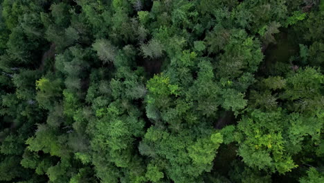 Drone-shot-of-a-green-and-healthy-forest
